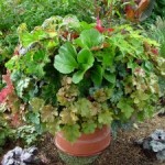 Ready, Set, Garden – Practically