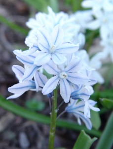 striped squill
