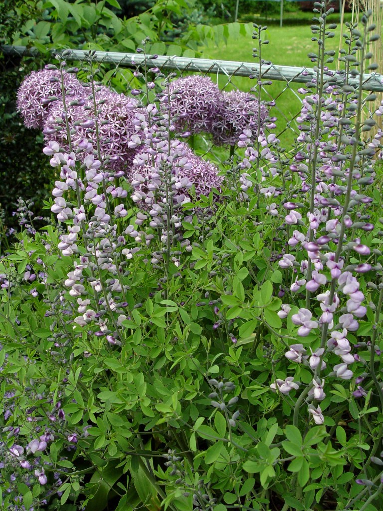 Garden Housecalls Baptisia ‘purple Smoke