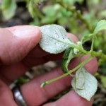 Losing Your Impatiens?
