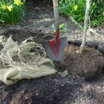 Rethinking the Way We Plant, Part 2