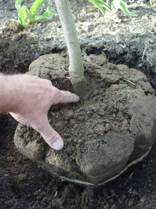 Find where the base of the trunk begins to flare out into the root zone and make sure that point is just above grade.