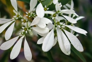 Euphorbia