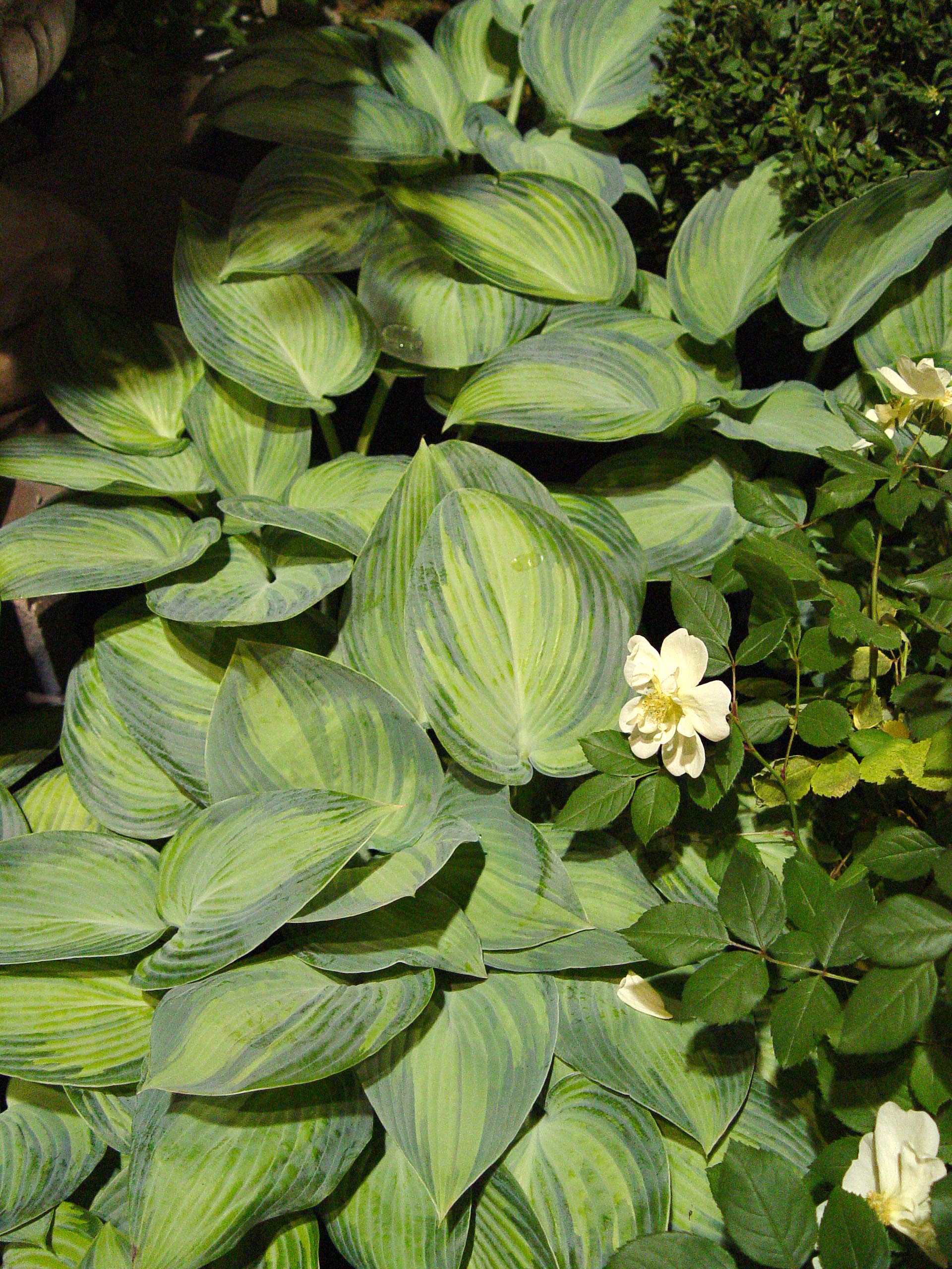 Image of June hosta and begonias