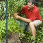 Gardening in Straw