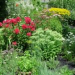 What Blooms When in Central Pennsylvania