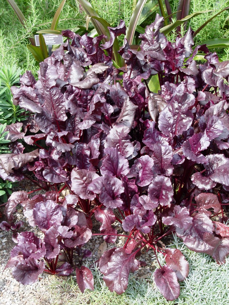 bulls blood beet seedlings