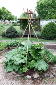 This bamboo teepee over the rhubarb plant is a support for pole beans.