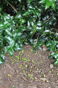 Fruits dropping off a 'Dragon Lady' holly.