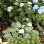 Meet the “Hostarangea”