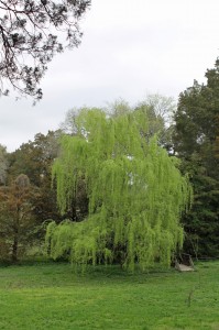 Nice weeping willow... in a good spot.