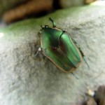 Banner July for June Beetle 