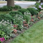 A “Meadow” of Annual Flowers