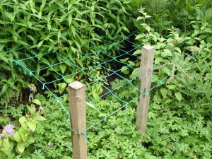 A net support like this in spring is a better way to solve tall, flopping perennials.