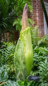 Phipps Conservatory's "Romero" getting ready to bloom. (Credit: Paul g. Wiegman)