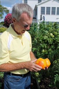 Joe Mateer inspecting his 'Mr. Stripey' tomatoes... before they go in a marked bag, of course.