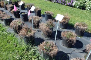 It's not just me. Here's what the pots of lobelia look like at Penn State's Trial Gardens in August.