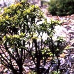 Bottom 10 Shrubs