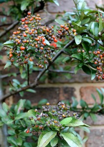 Fruits rotting on a pyracantha.