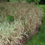 Bottom 10 Perennials