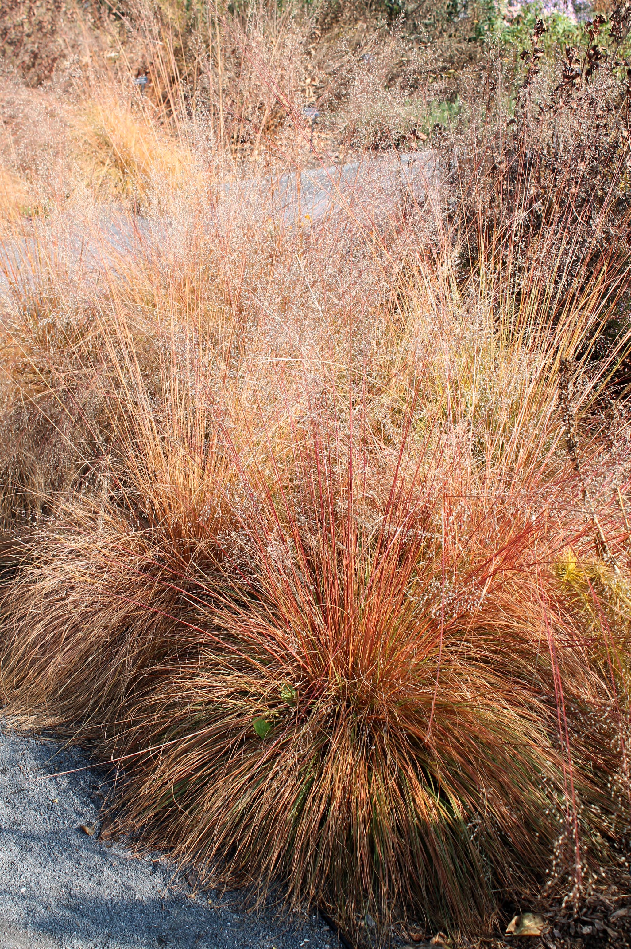 Garden Housecalls - Prairie dropseed