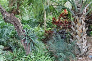 The tropical fern garden at Marie Selby Botanical Gardens in Sarasota, Fla.
