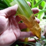 Those Browning Houseplants