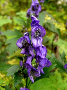 Monkshood. It looks beautiful and innocent, but it's one of the most poisonous plants sold.