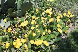 Prickly pear cactus... native, pretty in bloom but the thorns are weapons.