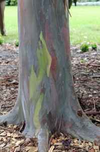 The colorful bark of a rainbow gum tree.