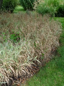 The green, white and dead-brown variegated foliage of ribbongrass.