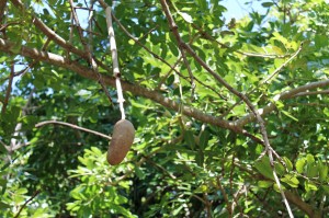 Hanging fruit of a sausage tree.