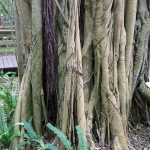 Believe-It-Or-Not Trees