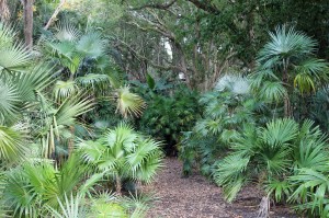 Some of the palms at the Harry P. Leu Gardens.