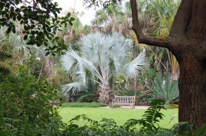 A beautiful specimen of a Bismark palm at Selby Gardens.