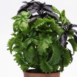 Best New Edible Plants of 2014