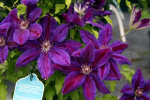 David Wilson's shot of clematis 'Wildfire.'