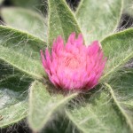 Best New Annual Flowers of 2014