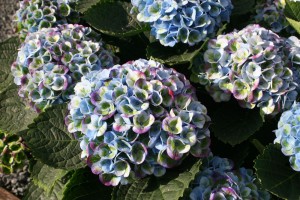 Bailey Nurseries' hydrangea Everlasting Revolution.