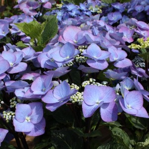 David Wilson's shot of hydrangea 'Zorro.'