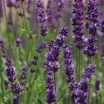 Best New Perennial Flowers of 2014