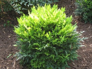 Plants Nouveau's nandina 'Lemon Lime.'