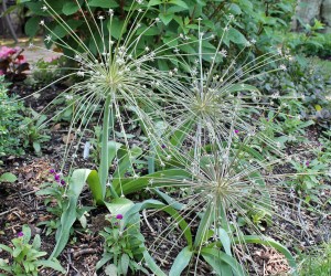 Ornamental onion -- Allium schubertii -- winding down bloom in late spring.
