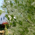 Award-Winning Plants of 2014