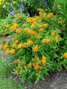 Butterfly weed