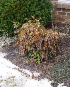 A nandina that's been severely windburned over winter.