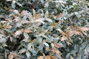 Osmanthus 'Goshiki' foliage browned out by the winter's cold winds.
