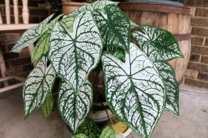 Green and white caladiums in a pot.