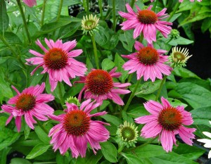Coneflower PowWow 'Wild Berry'