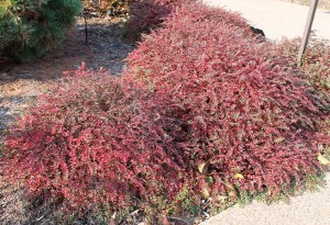Cotoneaster 'Little Gem' in fall.